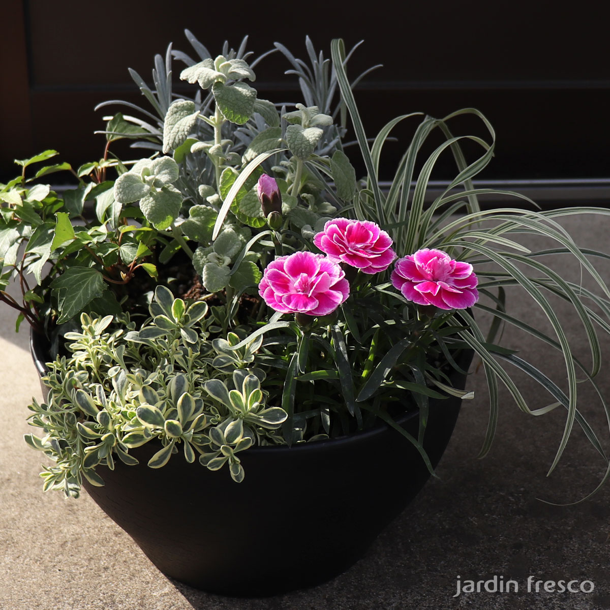 花苗 セット ダイアンサス「あなたにキュン」×シルバーリーフ 寄せ植え用苗6ポットセット【jardinfresco ハルディンフレスコ】のサムネイル