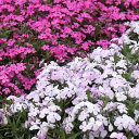 【9月上旬以降発送】倍咲く芝桜苗 選べる2・4・6ポット 【9cmポット】【jardin/ハルディン】