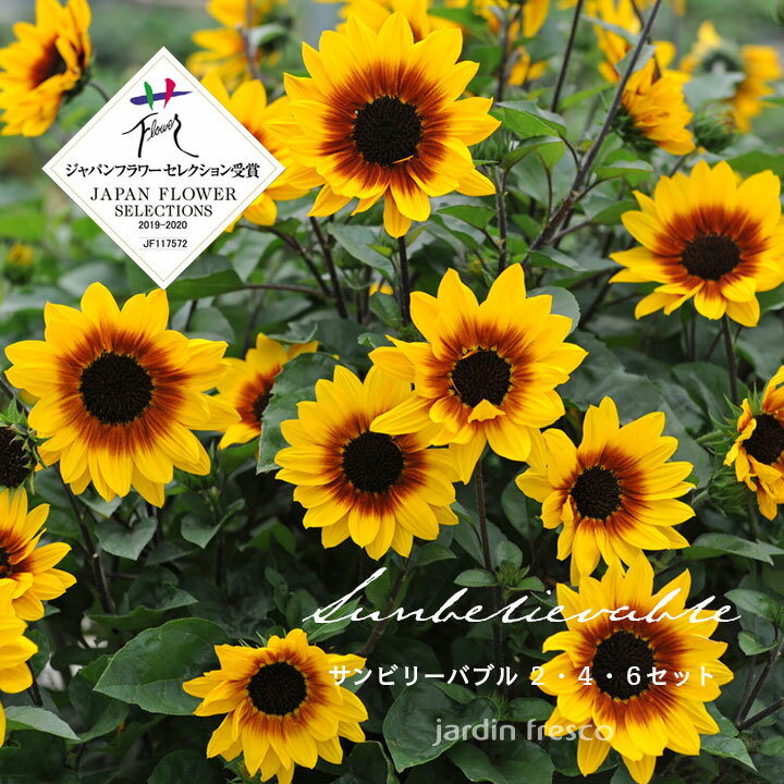花苗 選べる サンビリーバブル苗 2・4・6ポットセット【9cmポット】【jardinfresco ハルディンフレスコ】のサムネイル