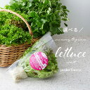 根付き サニー&グリーンレタスセット 農場直送【jardinfresco ハルディンフレスコ】