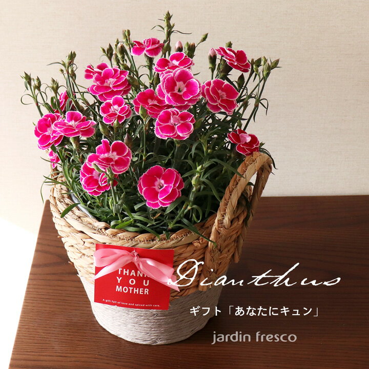母の日ギフト！ダイアンサス あなたにキュン ギフト鉢 農場直送【jardinfresco ハルディンフレスコ】のサムネイル