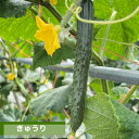 きゅうり 5kg 山形 産地直送 野菜 新鮮 ギフト 山形農業協同組合