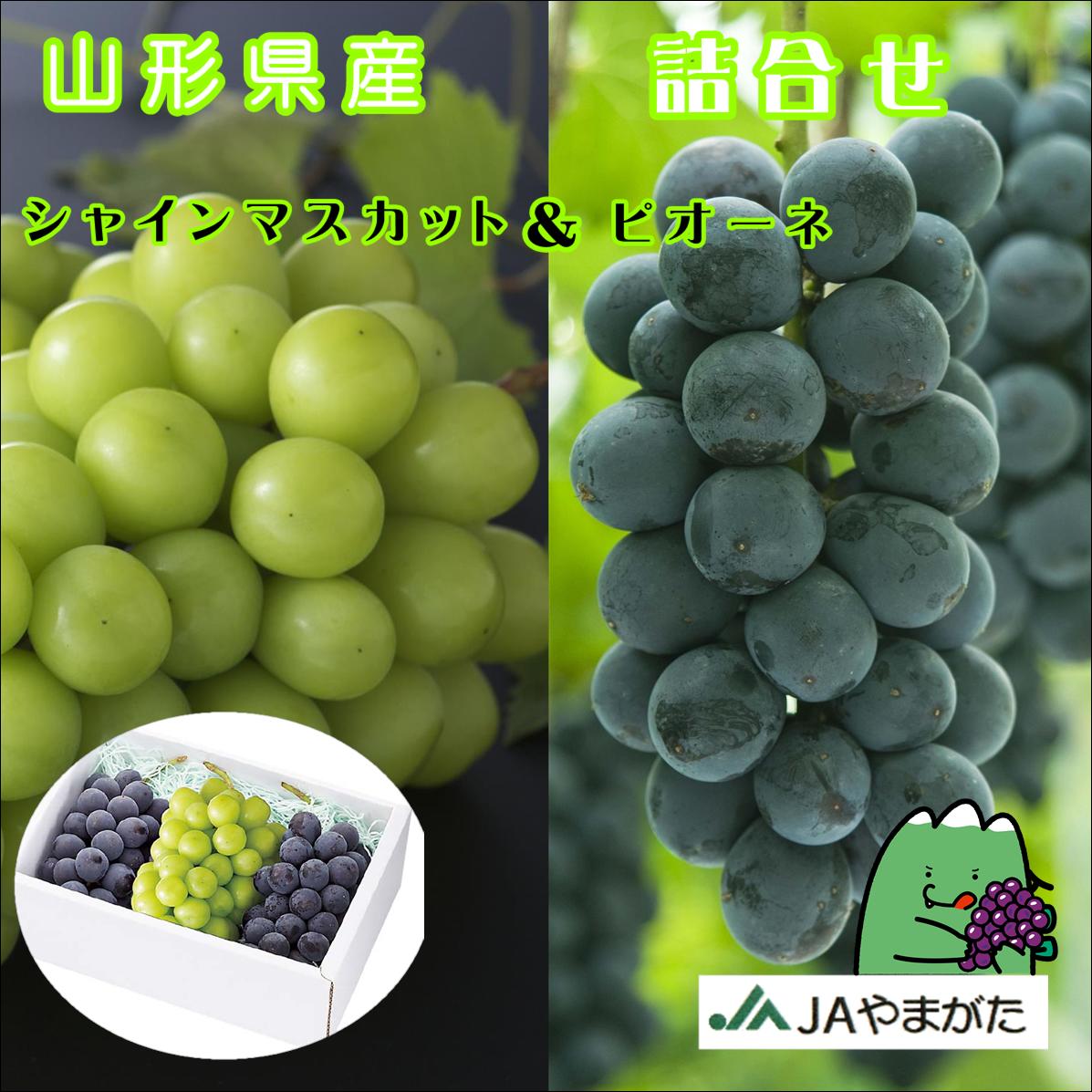 ぶどう シャインマスカット&ピオーネ 1.6kg以上 2房〜3房 贈答 山形 上山 産地直送 果物 ギフト 山形農業協同組合のサムネイル