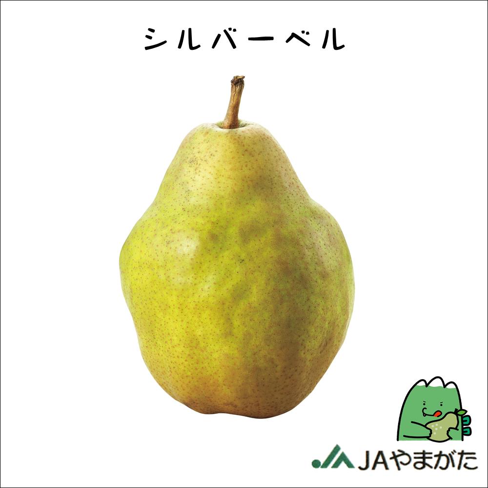 西洋梨 シルバーベル 5kg 5L～9L 贈答 山形 上山 産地直送 果物 ギフト 山形農業協同組合のサムネイル