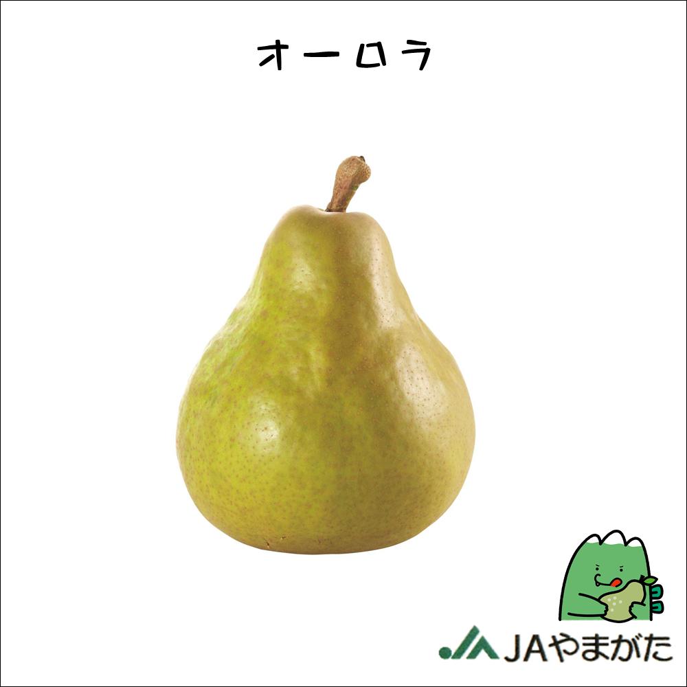西洋梨 オーロラ 5kg 3L～4L 贈答 山形 上山 産地直送 果物 ギフト 山形農業協同組合のサムネイル
