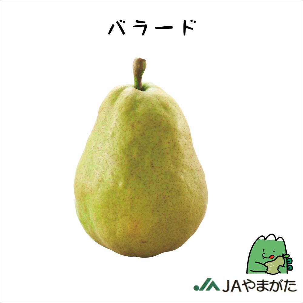 西洋梨 バラード 5kg 3L～4L 贈答 山形 上山 産地直送 果物 ギフト 山形農業協同組合のサムネイル