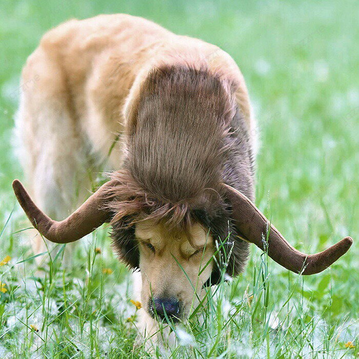 Rakuten - ハロウィン コスプレ衣装 ペット 被り物 ペット ウィッグ 牛の角 牛に変身 猫用帽子 犬用帽子 ペットウィッグ 犬 コスプレ 牛 犬 コスチューム 犬用 道具 角付き ペット服 変装グッズ おもしろい ウィッグ キャップ 大型犬 中型犬 コスプレ クリスマス 誕生日