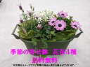 【仙台ローズガーデン】季節の寄せ鉢7花苗4種類 プレゼント 母の日 敬老の日 生花