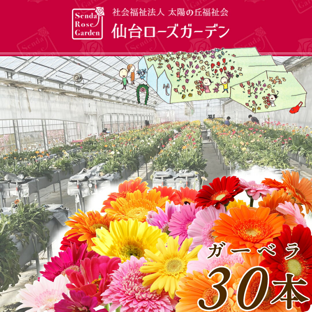 楽天市場】ガーベラ 30本の通販 楽天市場】ガーベラ 30本の通販