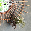 【POSHLIVING】ハンギングエアプランツ S 80915【グリーン フェイク オブジェ アーティフィシャルフラワー ブーケ リーフ お花 ギフト プレゼン...