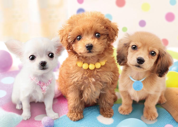楽天市場】ジグソーパズル 500ピース 犬(パズル|ホビー)の通販 楽天市場】ジグソーパズル 500ピース 犬(パズル|ホビー)の通販