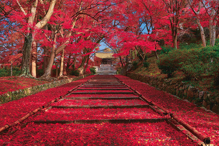 ジグソーパズル 秋色の紅葉参道（京都） 1000ピース 風景 やのまん YAM-10-1400 パズル Puzzle ギフト 誕生日 プレゼント