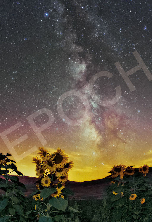 ジグソーパズル 天の川 銀河に眠るひまわり 1053ピース エポック社 EPO-79-486 パズル Puzzle ギフト 誕生日 プレゼント あす楽対応