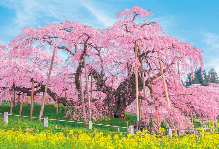 商品名三春の滝桜 ピース数1000 ピースサイズ通常ピースサイズ サイズ49×72cm 品 番BEV-1000-049 メーカービバリー 商品説明ジグソーパズルで楽しめる！全国屈指の桜の名所！ 推定樹齢1000年を超える天然記念物の枝垂れ桜...