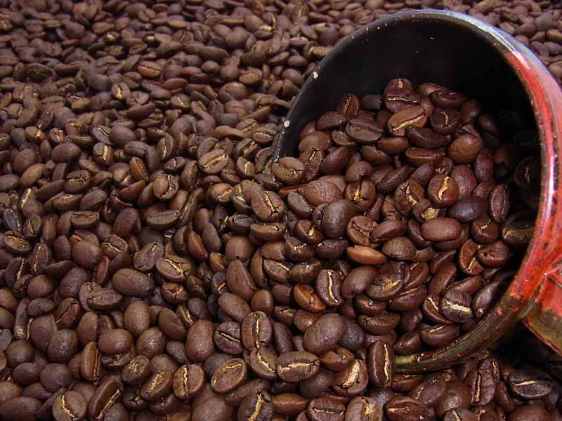 自家焙煎コーヒー特選コーヒーキリマンジャロ (250g) コーヒー豆：【RCP】【HLS_DU】