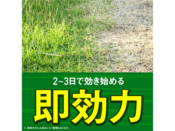 ���������� ���������ޥ��饺 ����� ���祦���إå� 2L ����� ����� ����� ��� �����ǥ˥�