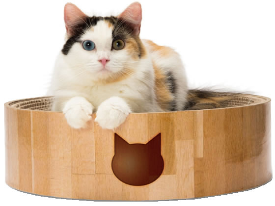 猫壱 バリバリボウル猫柄 猫爪とぎ 爪磨き 猫用 キャット ペット デイリーのサムネイル