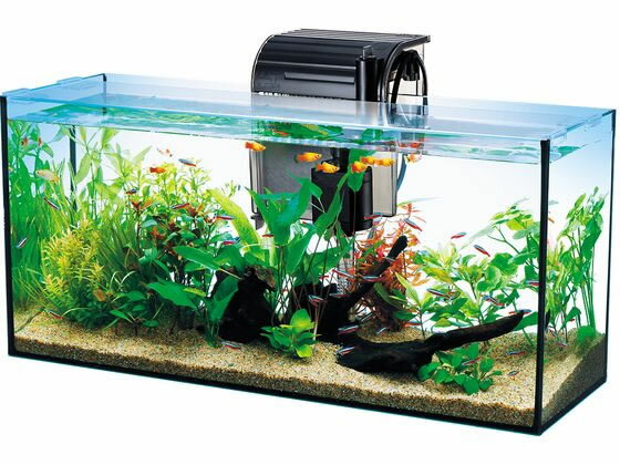 ���ڥ��ȥ��֥�󥺥���ѥ� �ƥȥ� �����륰�饹�������ꥦ�� 600 ���� ������� ���å� �Ѿ޵� �ڥå� �������ꥦ��