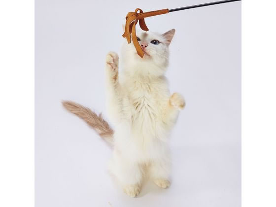 【お取り寄せ】ペティオ necoco レザー猫じゃらし 鈴レザー 運動器具 おもちゃ 猫 キャット用 ペット お散歩 生活グッズ ペットハウス