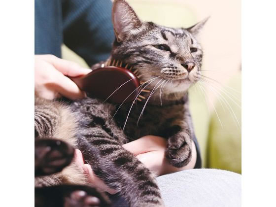 �ڤ����󤻡ۥɥ����ޥ�ϥ䥷 �����ԥ�֥�å��󥰥֥饷 �֥�å��� ǭ ����å��� �ڥå� ����