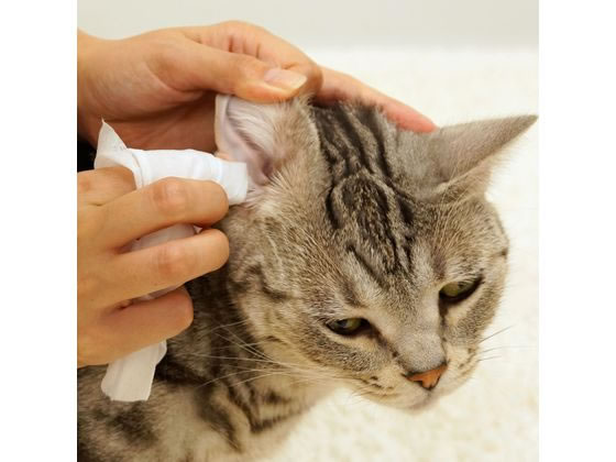 �ڤ����󤻡ۥɥ����ޥ�ϥ䥷 ��å��ץ饹 ���䡼��������󥷡��� 30���� �� �ɥå��� �ڥå� ����