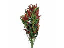 【お取り寄せ】東京堂 ドライフラワー トウガラシ 枝付き 約50g アーティフィシャルフラワー インテリア おしゃれ 枯れない 観葉植物 花材 フラワーアレンジ...