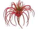 【お取り寄せ】YDM 造花 チランジアピック レッド