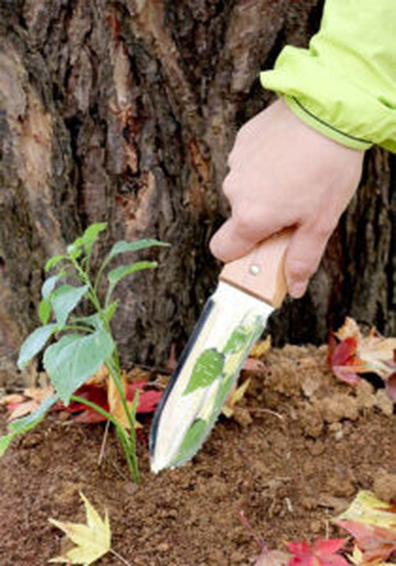 �ڤ����󤻡����Ŀ�ʪ �κ���λ������� ����ѥʥ��� No.6200 ���ڤ� ���ڤ� ���� ���� ���Ȼ�� ������� ������� ����