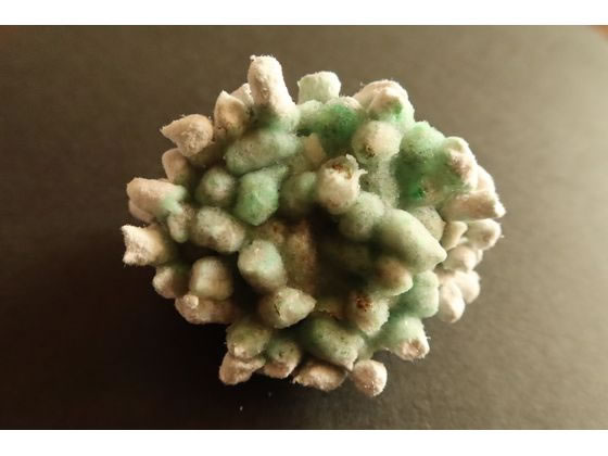 【お取り寄せ】新東北化学工業 おしゃれサンド せっけん 6.5L 猫砂 シート 猫 キャット用 ペット トイレタリー