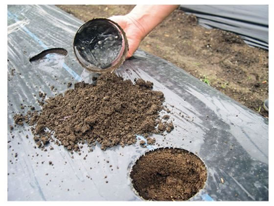 �ڤ����󤻡ۥ�ȥ��� �ޥ���ꤢ���� ��60 HA-60 ��ݥ��å� ��� �����ǥ˥�