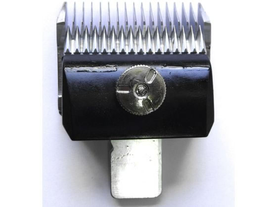 �ڤ����󤻡ۻ��� Bloom�Хꥫ�����ؿ� 8mm �� �ɥå��� �ڥå� ����