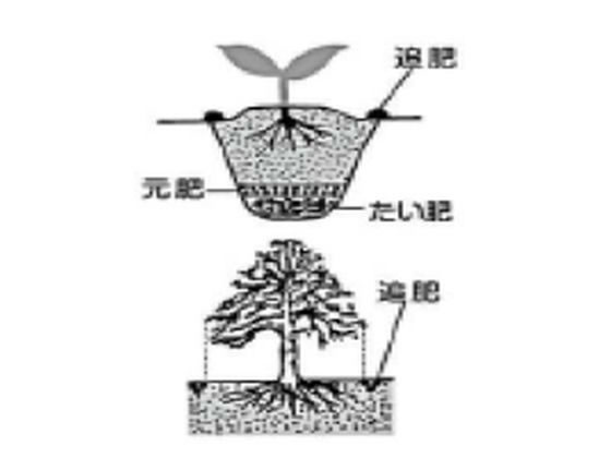 �ڤ����󤻡ۥȥॽ�󥳡��ݥ졼����� �������� 8-8-8 1kg ���� ���Ϻ� ��� �����ǥ˥�