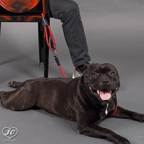 [サイズ:9mm]パーキングリーシュ　HIGH5DOGS　ハイファイブドッグス　クリックシステム搭載　ビジュアル　機能性　安全性　ペット用品　ペットグッズ　犬用品　リード　小型犬　中型犬　大型犬