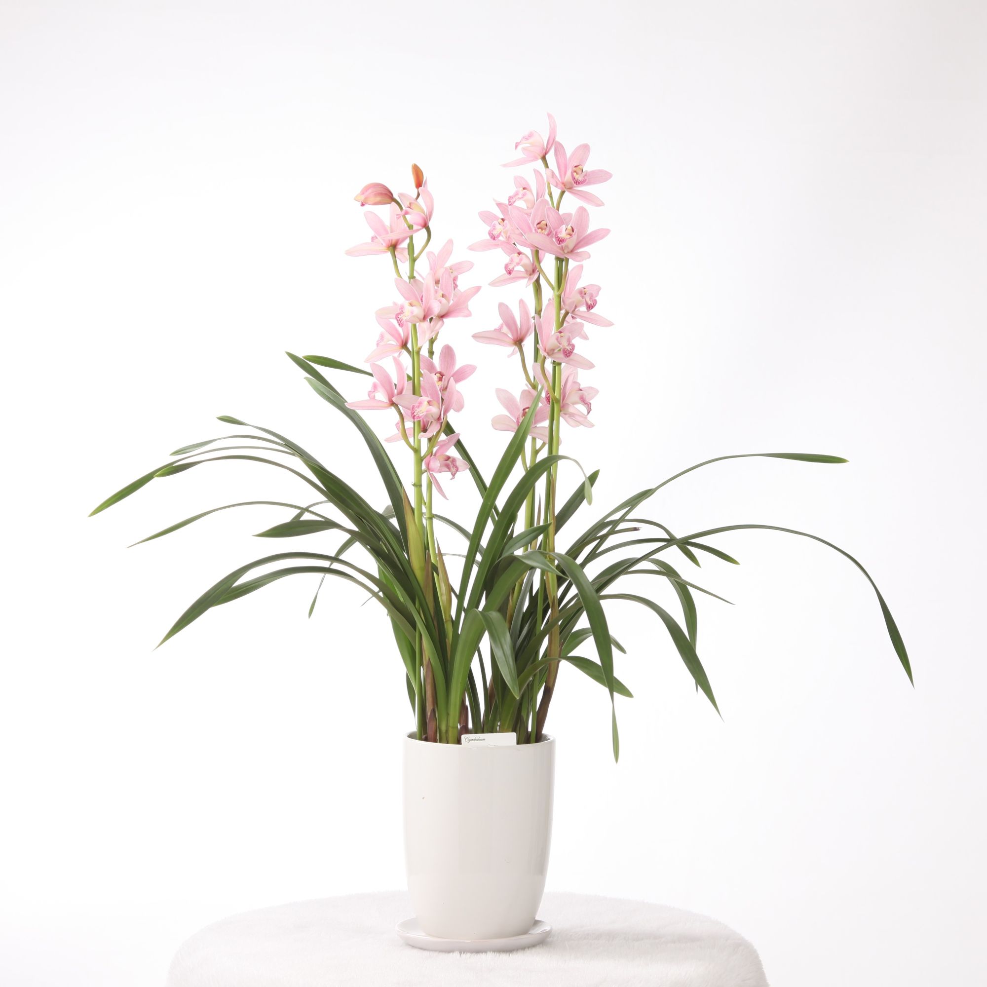 楽天市場】シンビジューム(種類(植物)シンビジューム)の通販 楽天市場】シンビジューム(種類(植物)シンビジューム)の通販