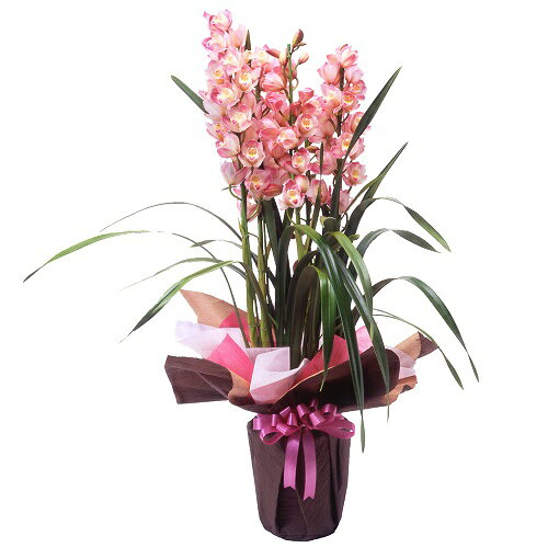 ☆お歳暮の定番！シンビジューム♪☆迎春ギフト・お祝い・お誕生日・結婚祝・出産祝・開店祝・結婚記念日・お礼・クリスマスなど。