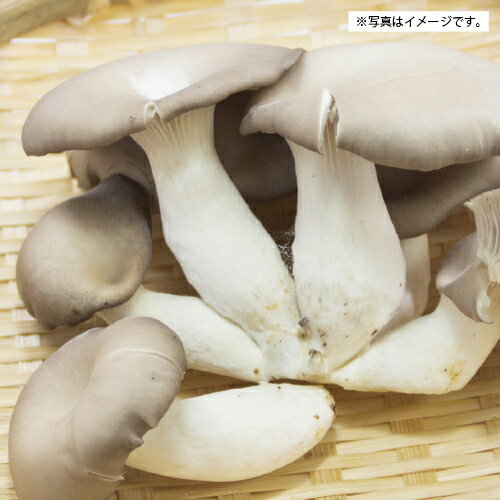 白根観光きのこ園の『ひらたけ』1kg【クール冷蔵便】