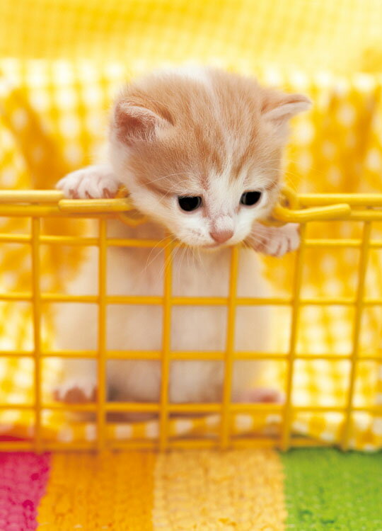 ジグソーパズル 216ピース 何な〜に？ EPO-04-529 エポック社