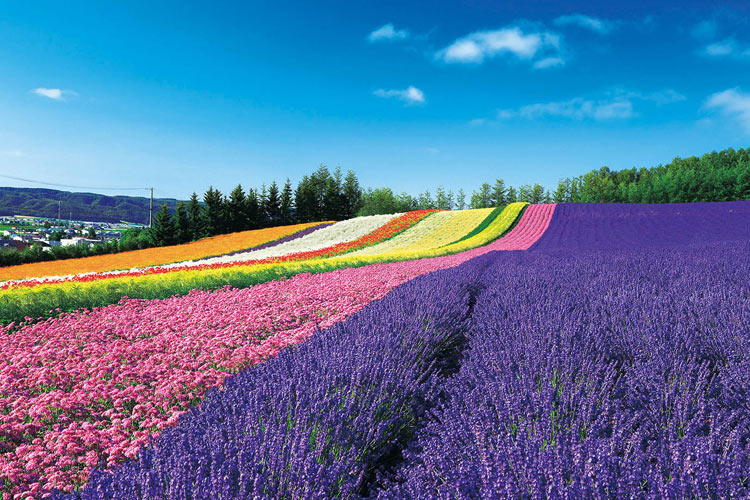 EPO-10-800　日本の風景　彩りの丘-北海道　1000ピース ジグソーパズル パズル Puzzle ギフト 誕生日 プレゼント