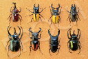 ジグソーパズル EPO-79-526s 甲虫ミュージアム 300ピース エポック社 パズル Puzzle ギフト 誕生日 プレゼント【あす楽】