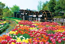 YAM-01-2069　日本の風景　チューリップ -花薫る-（富山）　108ラージピース ジグソーパズル やのまん その1