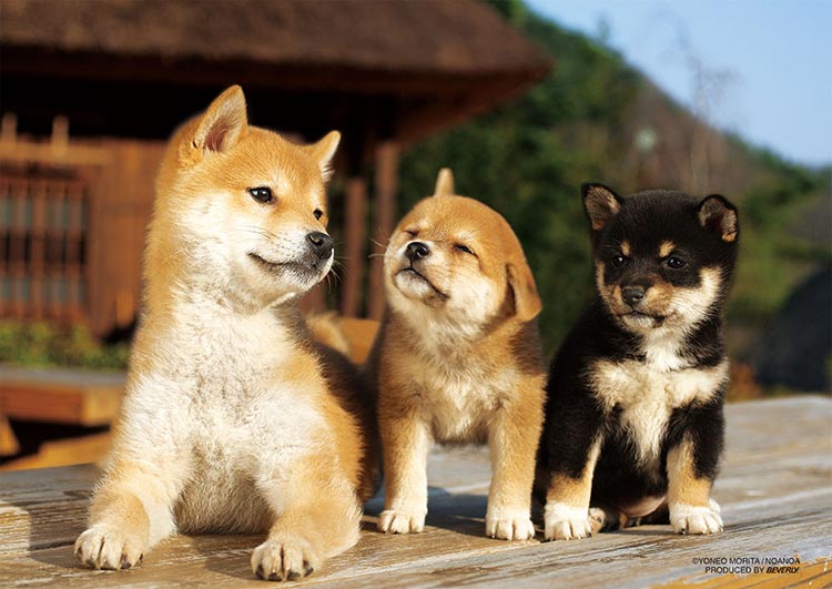 ジグソーパズル 88ピース 縁側ともだち BEV-P88-023 ビバリーのサムネイル