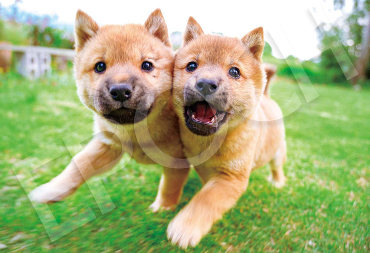 ジグソーパズル 300ピース ほほをよせて EPO-26-354s エポック社 パズル Puzzle ギフト 誕生日 プレゼント 誕生日プレゼント