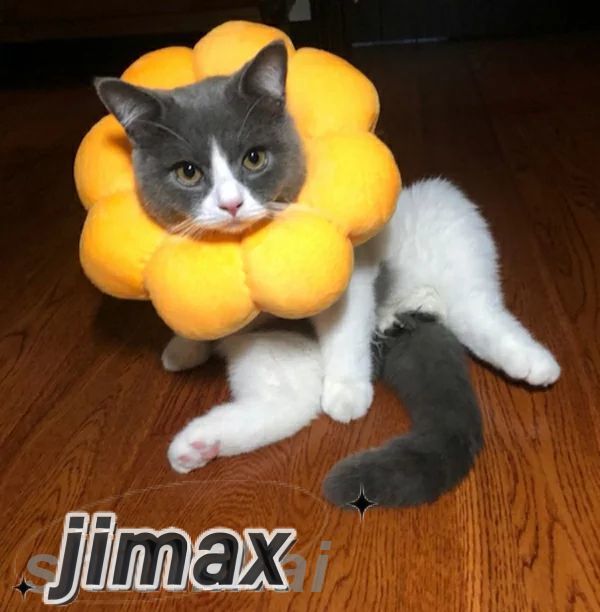 エリザベスカラー ひまわり型首輪 超可愛い 調整可能 猫用 犬用 傷舐め防止 ヘルスケア 術後ウェア ソフト 柔らかい 軽量 通気性 ネコ イヌ おもちゃ かわいい 向日葵 無地 ペット雑貨 安全素材で作り 安心感 4サイズ選択