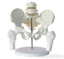気楽 実物大の骨盤模型 レプリカ 骸骨 人体模型 骨格標本 骨格模型 等身大 精密模型 精密モデル  ...
