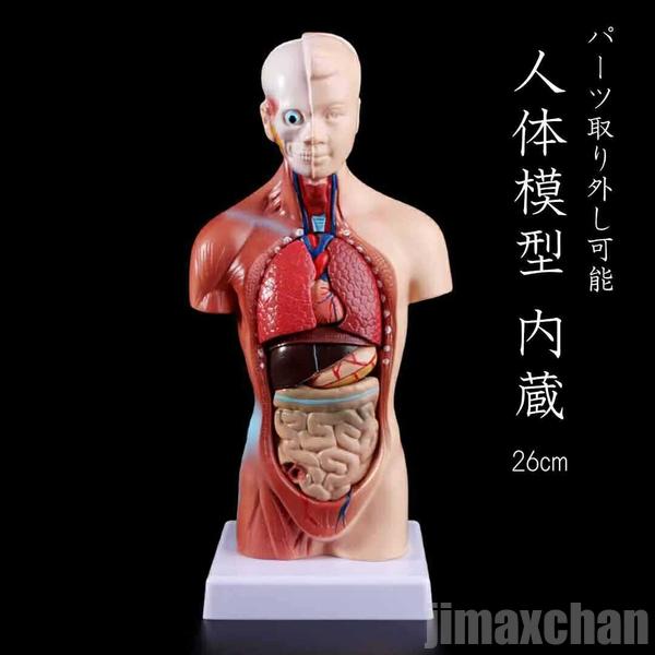 気楽 人体模型 内蔵 26cm 講習用 講習 先生 授業 検定 実技 勉強 シリコン 学校 誕生日 クリスマス ギフト サプライズ 友人 家族 パーティー 恋人 お遊戯会 子供 イ