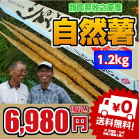 最高級自然薯いかがですか