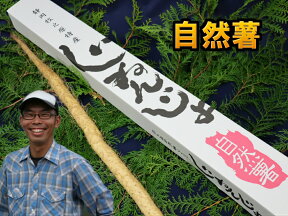 【静岡県牧之原産】こだわりの栽培の自然薯　約500g　【税込・送料込】【楽ギフ_のし宛書】【長寿】【山芋】【RCP】【お歳暮】【お年賀】【とろろ】【ケンミンショー】【ケンミンSHOW】【父の日】【健康】【長寿】