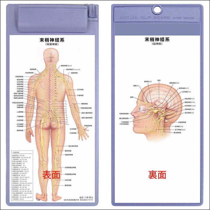 末梢神経系 クリップボード OG022 医学チャート 人体解剖図 末梢神経系全身図 文房具 ギフト