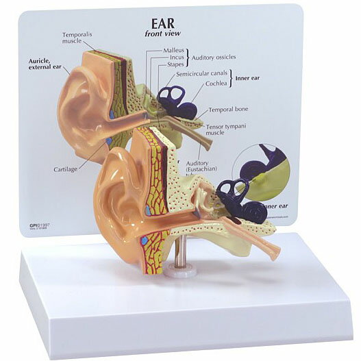 人体模型 耳 正常 OM-GP-2250 GPI Anatomicals 解剖 構造 実物大 耳鼻咽喉科 めまい 難聴 患者説明 医学 学習用 教材 送料無料