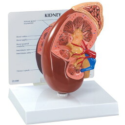 人体模型 腎臓 OM-GP-3250 日本語訳付き GPI Anatomicals